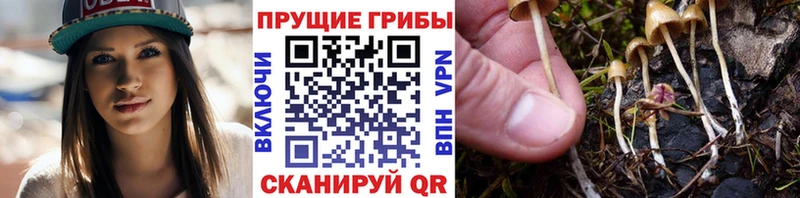 ОМГ ОМГ ссылки  Орск  Галлюциногенные грибы мицелий  купить наркотик 